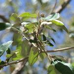 Croton gratissimus Blad