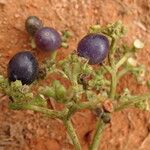 Gaertnera paniculata Fruit