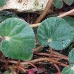Begonia acetosa Hoja