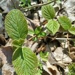 Viburnum lantanoides Leaf