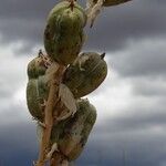 Yucca harrimaniae Fruit