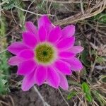 Echinocereus pentalophus ফুল