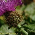 Centaurea jordaniana 花
