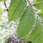 Zanthoxylum caribaeum Leaf