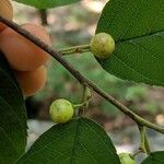 Frangula caroliniana Fruit