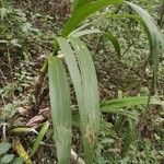 Cyrtopodium punctatum Leaf