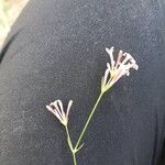 Cynanchica aristata Flower