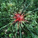 Bromelia antiacantha