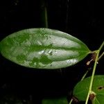 Smilax domingensis Fruto