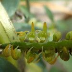 Bulbophyllum scaberulum Blomst