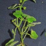 Hydrocotyle bowlesioides Otro