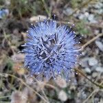 Jasione montana花