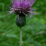 Cirsium heterophyllum Flower