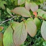 Stewartia pseudocamellia Folla