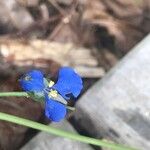 Commelina cyanea Flor