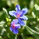 Glandora prostrata 花