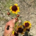 Coreopsis tinctoriaBloem