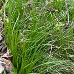 Carex alba 花