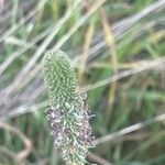 Phleum pratense 果實