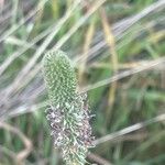 Phleum pratense Ffrwyth