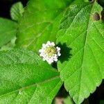 Melanthera nivea Flower