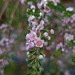 Thryptomene saxicola