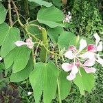 Bauhinia monandra Hoja