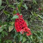 Erythrina crista-galli花