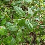 Viburnum tinusЛисток