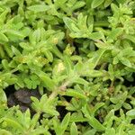 Ruschia lineolata Hoja