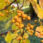 Celastrus orbiculatus Fruit