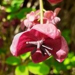 Akebia quinata Flor
