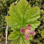 Rubus chamaemorusFlower