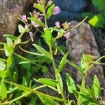 Cleome monophylla Blad