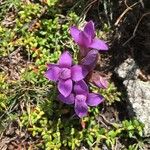 Gentianella campestris Fleur