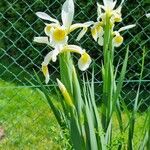 Iris orientalis Flor