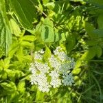 Aegopodium podagrariaFlower