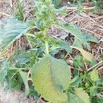 Amaranthus retroflexus Leaf