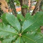 Quercus aliena Blad