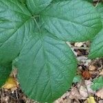 Rubus macrophyllus Blad