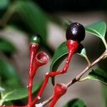 Damburneya coriacea Fruit