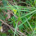 Cyperus aggregatus Flors