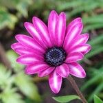 Dimorphotheca jucunda Çiçek