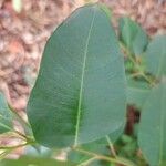 Eucalyptus robusta Fulla