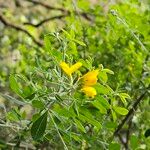 Genista maderensis Hábito