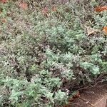 Nepeta racemosa Habit