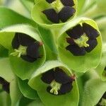 Euphorbia characias 花