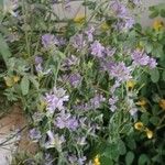 Vicia altissima Flor