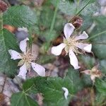 Rubus ursinus 花