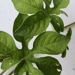 Ipomoea pes-tigridis Leaf